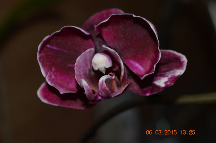 DSC_0024 - Phalaenopsis1