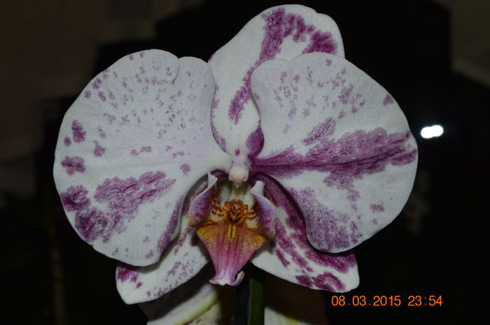 DSC_0025 - Phalaenopsis1