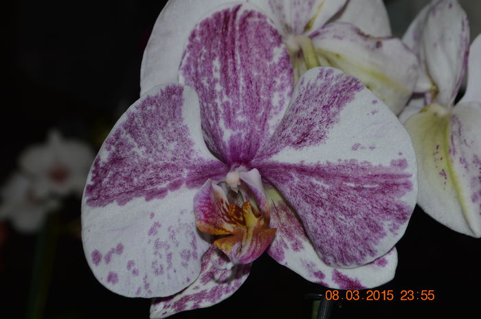 DSC_0027 - Phalaenopsis1