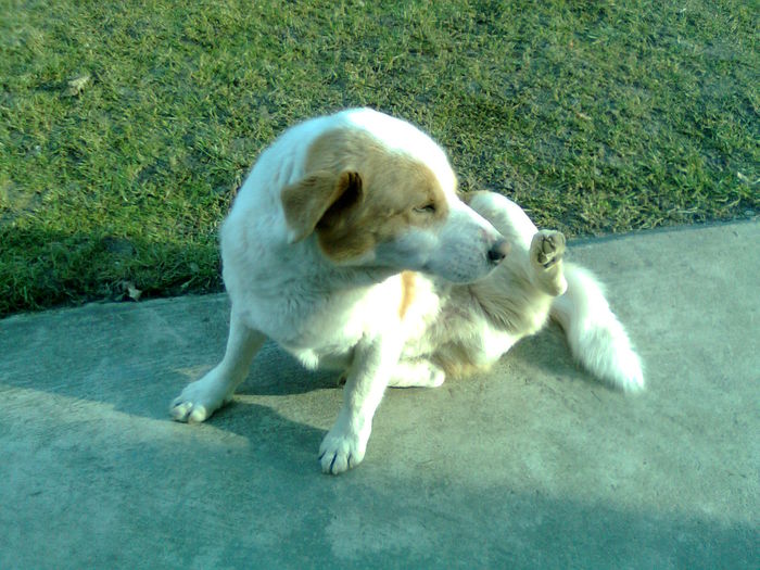 Imagine20405 - AAAAAAAAA_OSMAN_IN MEMORIAM