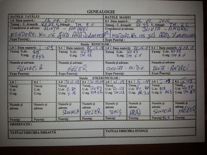 AR33 - 3--------NEOZEELANDEZ ALB