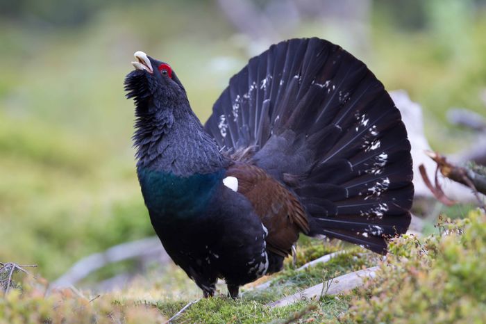 David_Palmer_Capercaillie - Pasari speciale