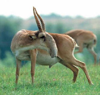 saigaantilope