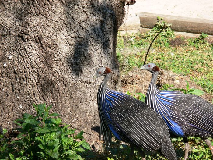 vulturine-guineafowl-acryllium-vulturinum-20101021-lowry-pk-zoo-96c - Natura