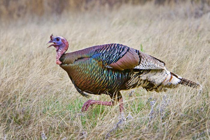 Meleagris gallopavo - Natura