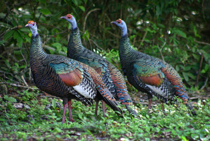 ocellated-turkey-flock-Lynn-McBride - Natura