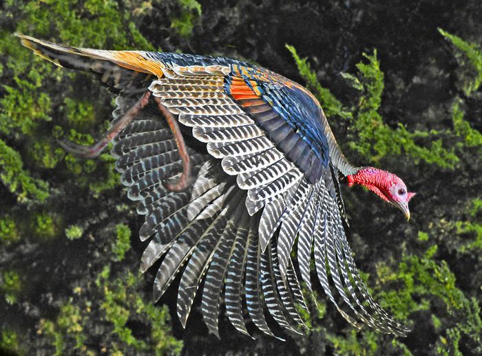 Wild Turkey flying out of the hedge row by Siegfried Matull - Natura