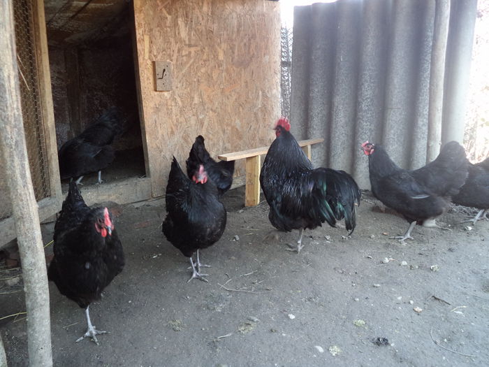 DSC03268 - Vand oua Australorp