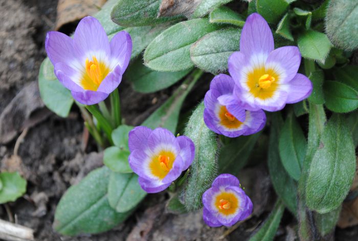 11 martie,crocus sieberi tricolor - 2015 plantele mele