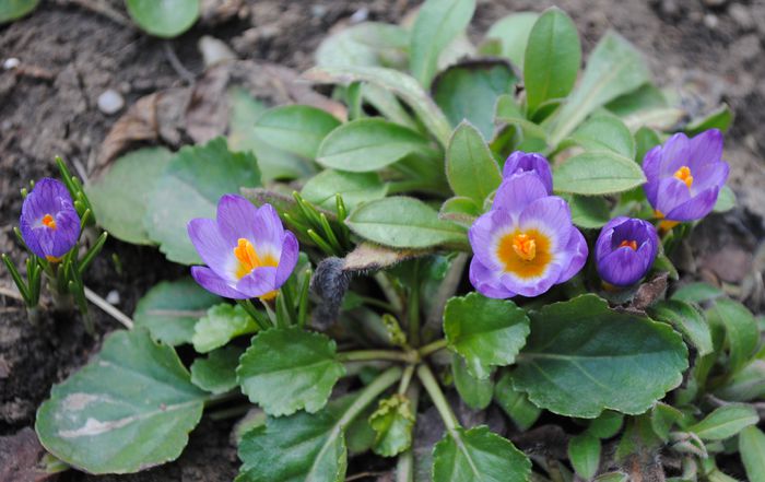 crocus sieberi tricolor