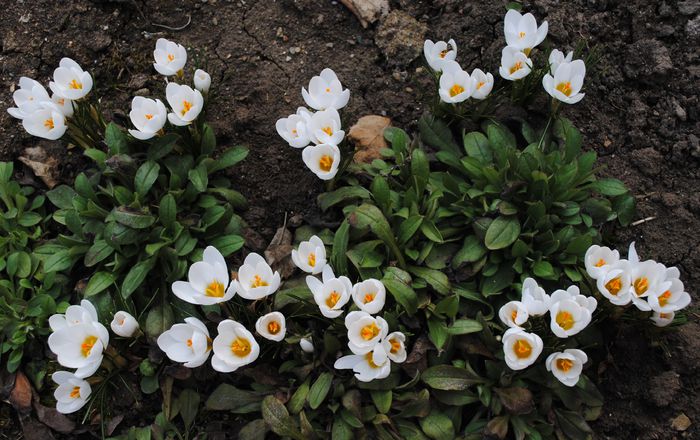 crocus chrysanthus ard schenk; branduse
