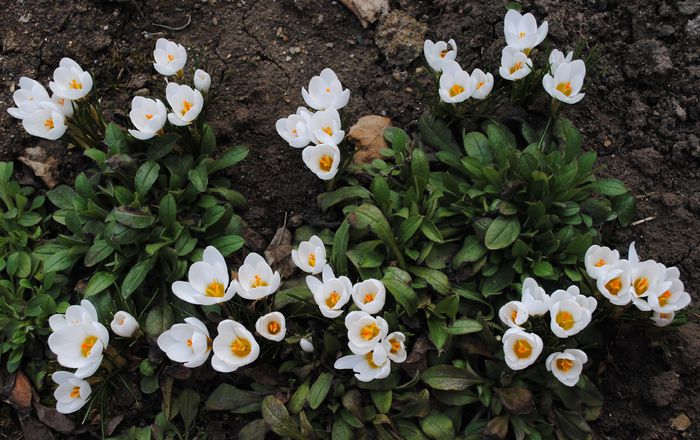 crocus chrysanthus ard schenk - 2015 plantele mele