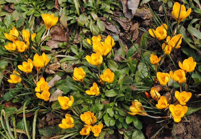 crocus crysanthus dorothy - 2015 plantele mele