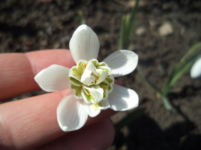 Ghiocei Flore Pleno