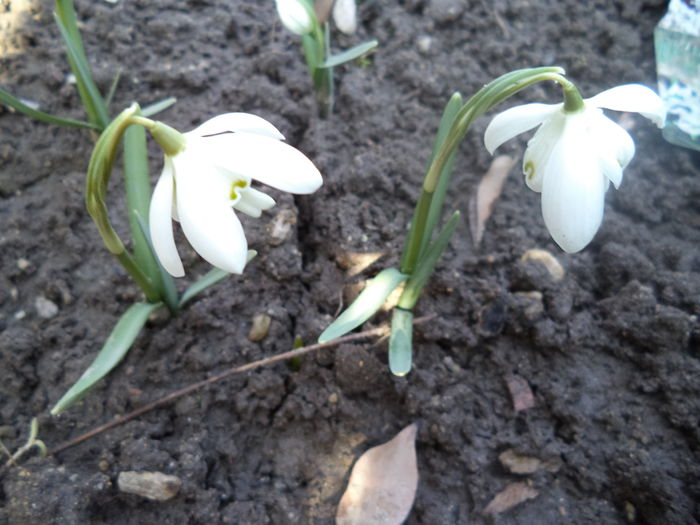 Ghiocei Flore Pleno - 2015 Flori in  gradina