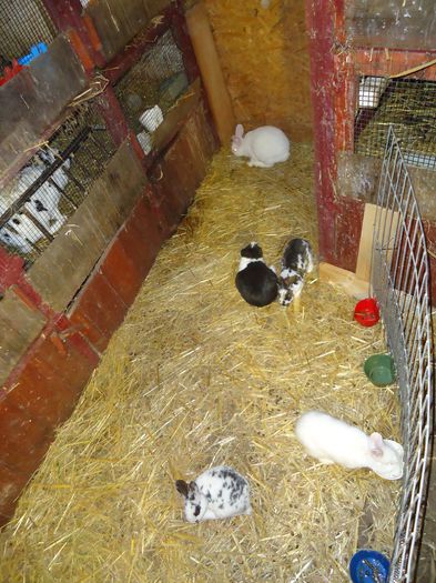 DSC08584 - Z poze aprilie 2015