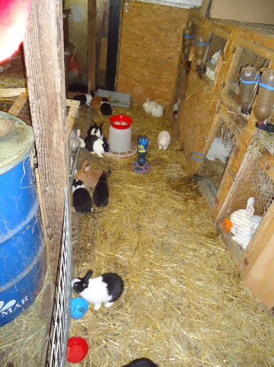 DSC08585 - Z poze aprilie 2015