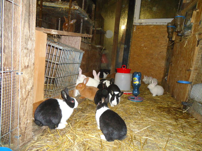 DSC08586 - Z poze aprilie 2015