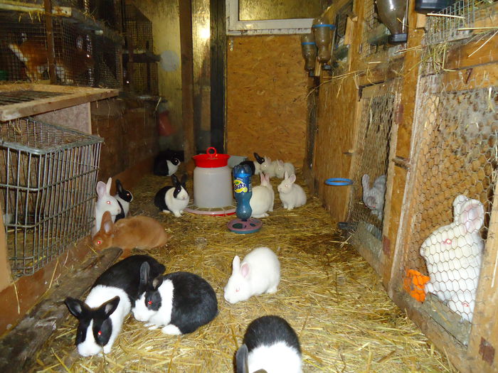 DSC08587 - Z poze aprilie 2015