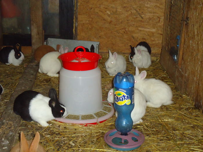 DSC08588 - Z poze aprilie 2015