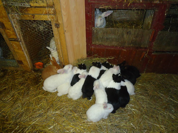 DSC08667 - Z poze aprilie 2015