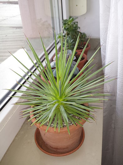 12 Agave stricta nana - Agave - 2015