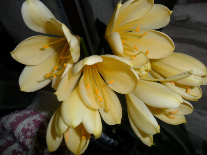 SAM_3225 - clivia-1