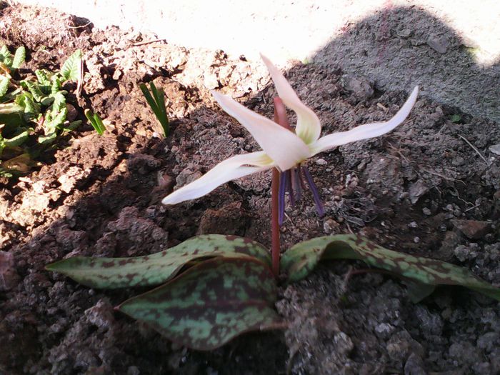 Clopotel de le padure