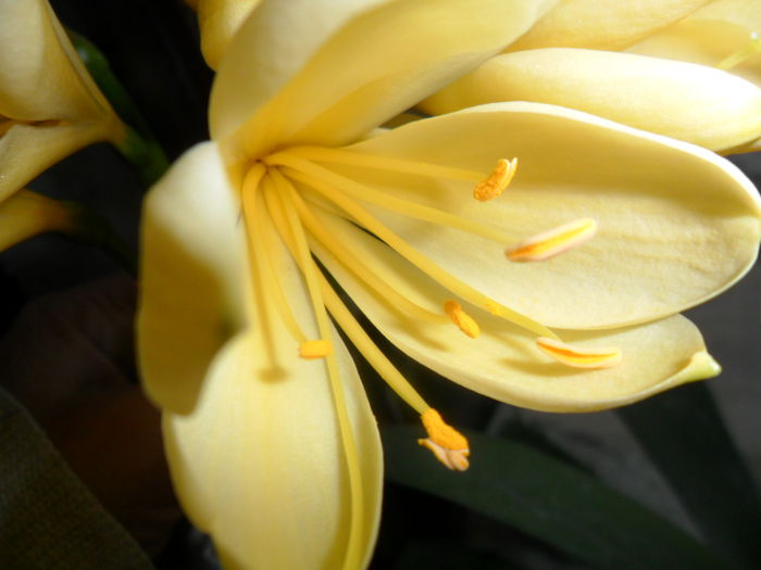 SAM_3229 - clivia-1