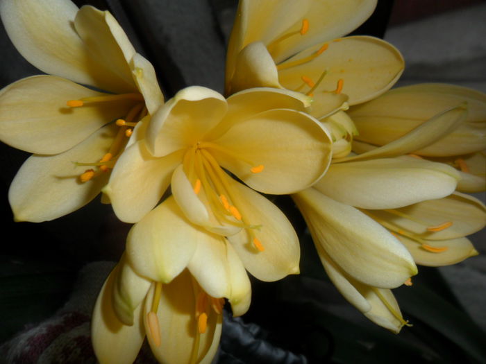 SAM_3230 - clivia-1