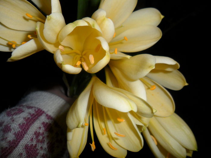 SAM_3231 - clivia-1