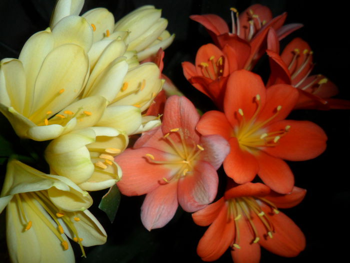 SAM_3232 - clivia-1