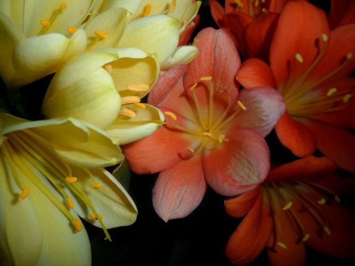 SAM_3235 - clivia-1