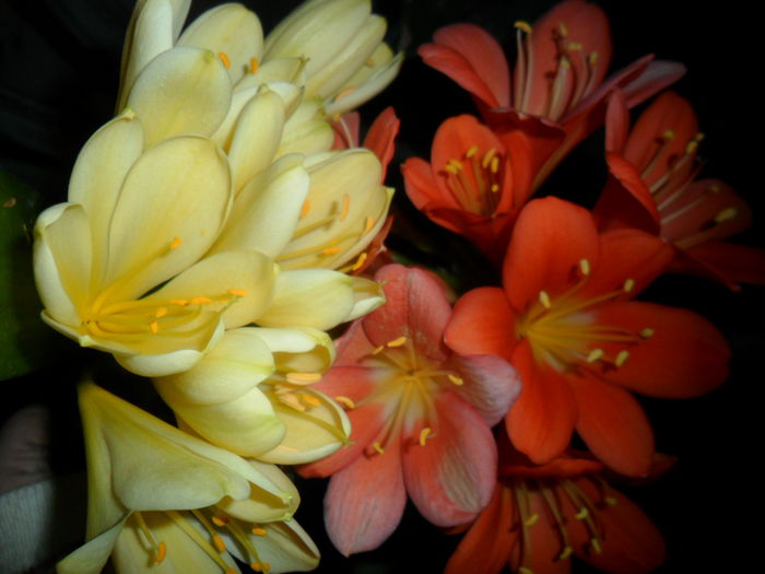SAM_3236 - clivia-1