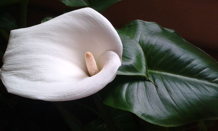 Zantedeschia aethiopica-CALA