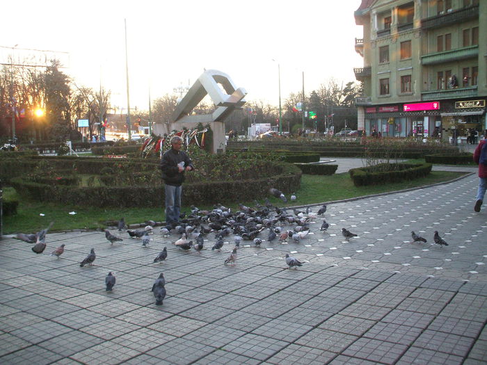 DSCF2662 - Porumbei comuni - Timisoara - 21 decembrie 2014