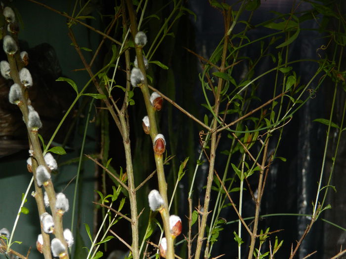 DSCN0037 - 2015_MARTIE