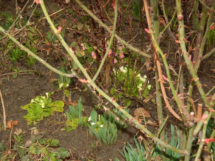 DSCN9228 - 2015_MARTIE