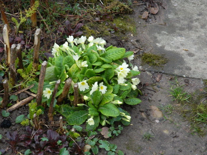 DSCN9229 - 2015_MARTIE
