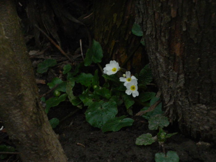 DSCN9233 - 2015_MARTIE