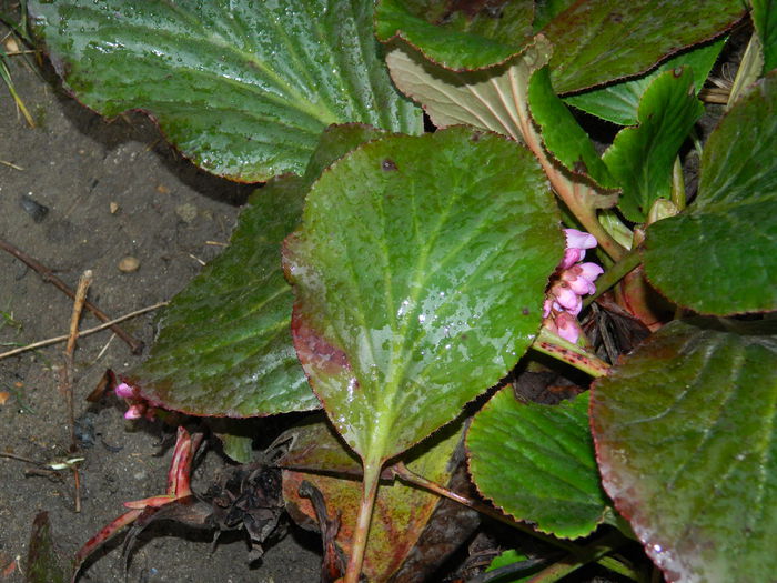 DSCN9236 - 2015_MARTIE