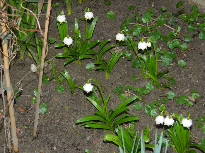 DSCN9237 - 2015_MARTIE