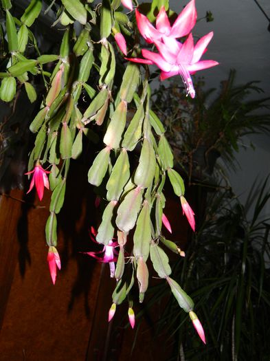 DSCN9255
