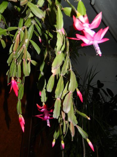 DSCN9256