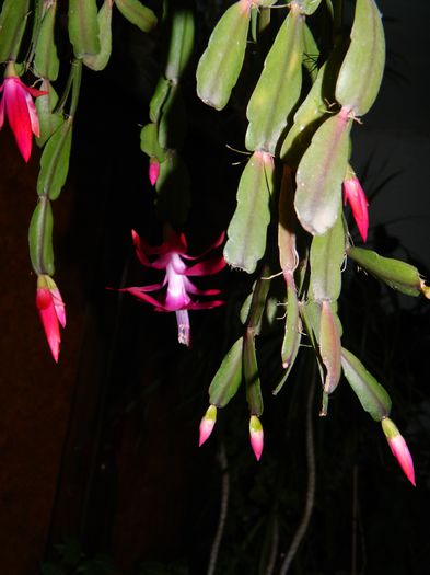 DSCN9257