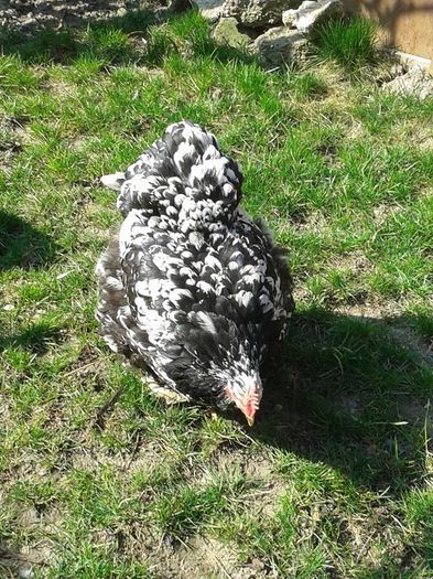 11059364_934314656587051_7483586802858387203_n