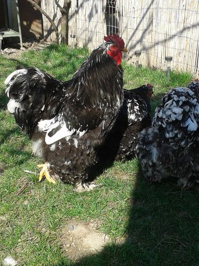 11041783_934311086587408_2691916869861007888_n