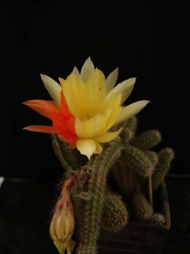 DSC06412 - Cactusi 2011