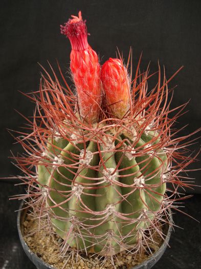 DSC06435 - Cactusi 2011
