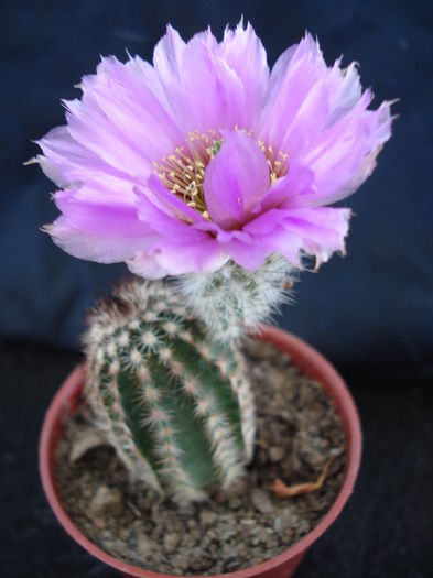 DSC06647 - Cactusi 2011
